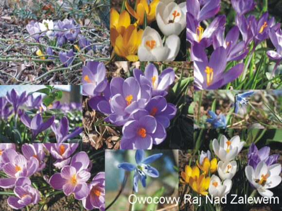 Gdzie wiosna nie&nbsp;może…tam krokusa pośle :)