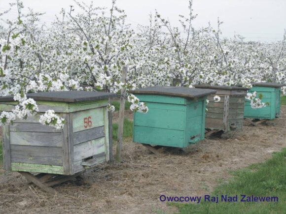 Zapraszamy do&nbsp;sadu!
