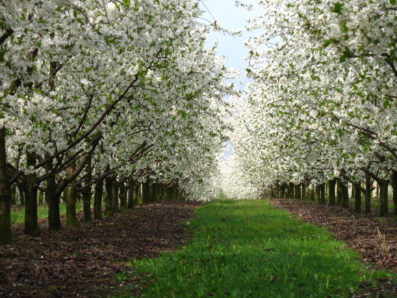 Kwitnie w&nbsp;sadzie!