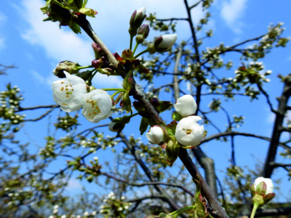 Wyścig “zbrojeń” wiosennych trwa…