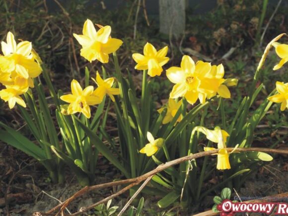 Wiosna w&nbsp;kwarantannie